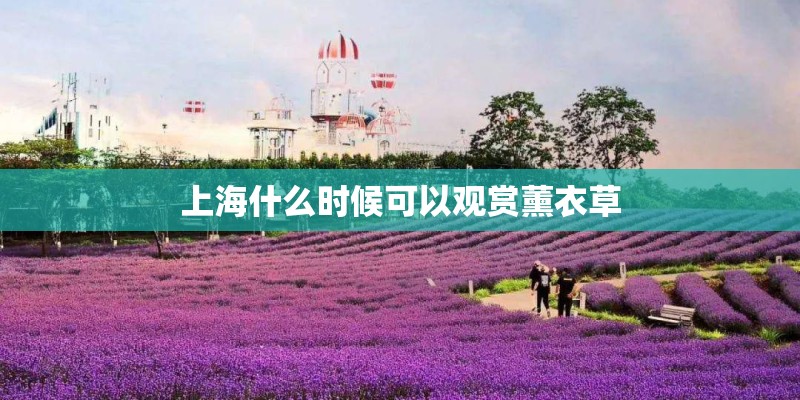 上海什么时候可以观赏薰衣草