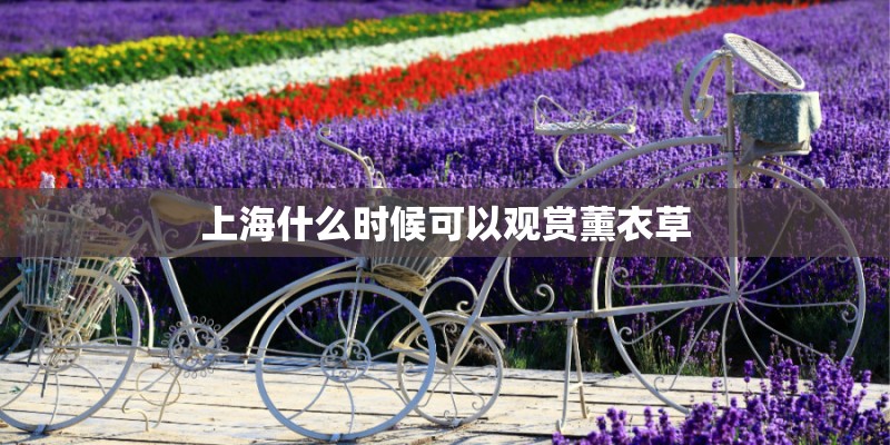 上海什么时候可以观赏薰衣草