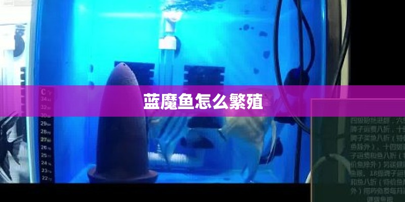 蓝魔鱼怎么繁殖