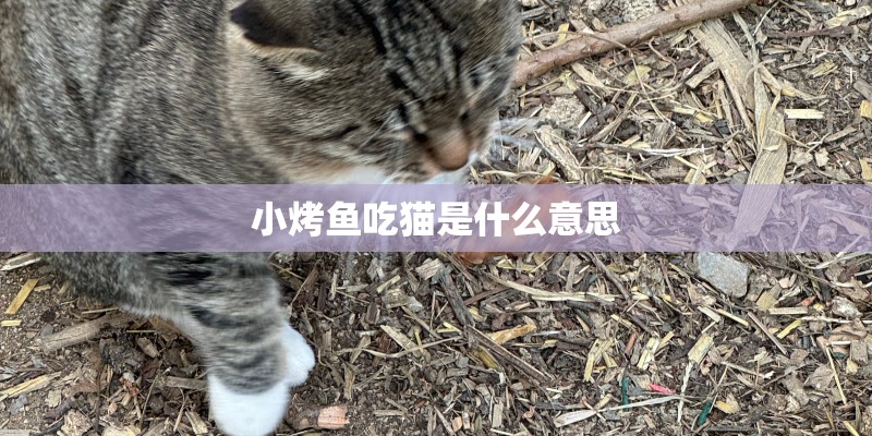 小烤鱼吃猫是什么意思