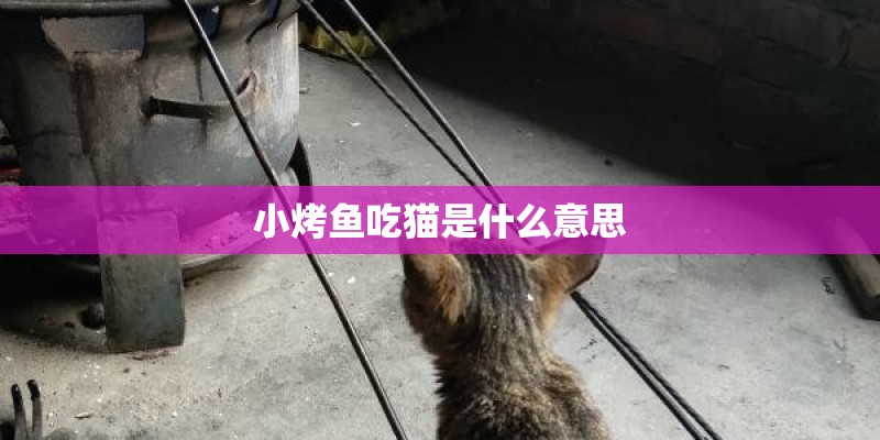 小烤鱼吃猫是什么意思