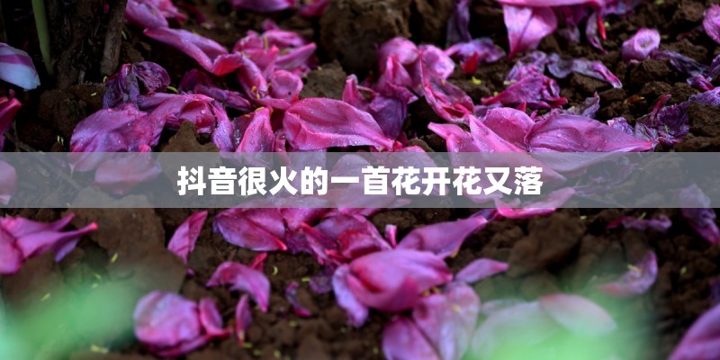 抖音很火的一首花开花又落