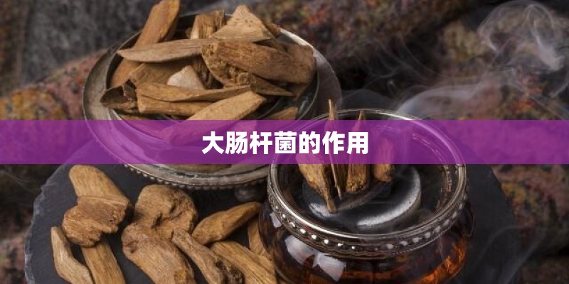 大肠杆菌的作用