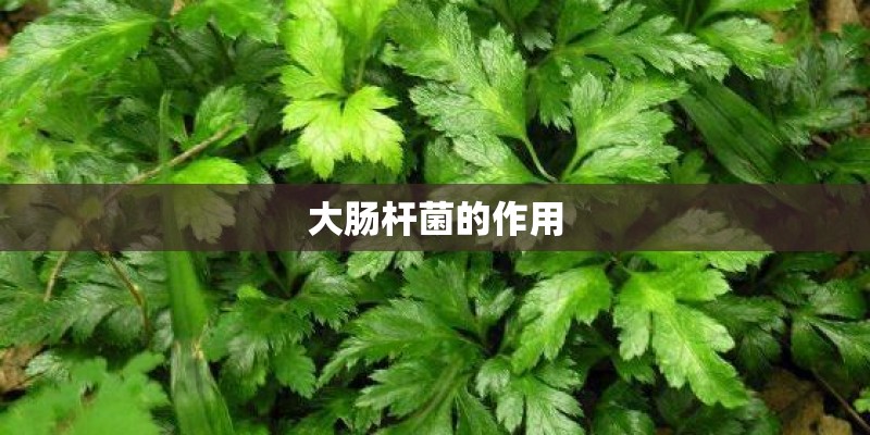 大肠杆菌的作用
