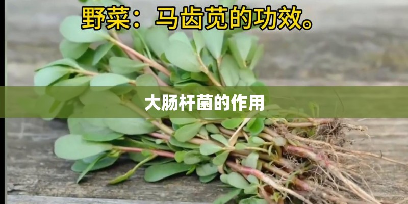 大肠杆菌的作用