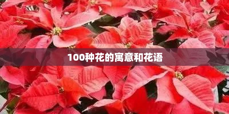 100种花的寓意和花语