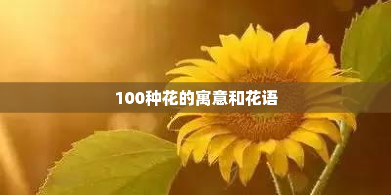 100种花的寓意和花语
