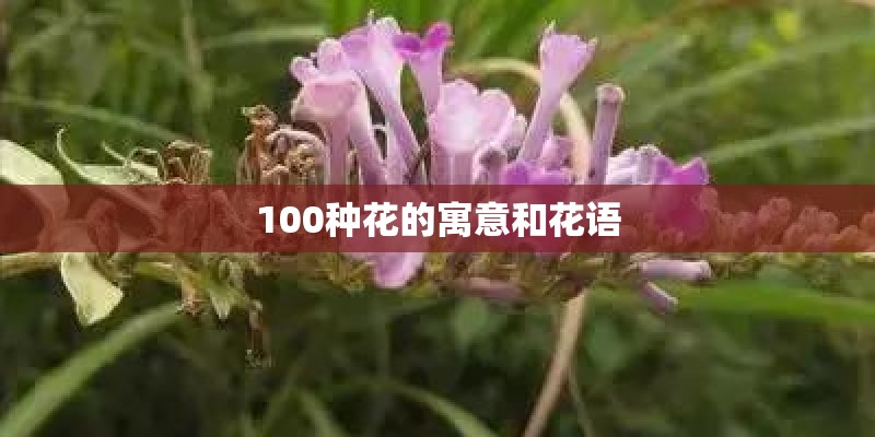 100种花的寓意和花语