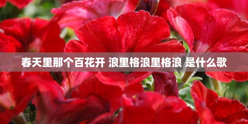 如何养扶桑