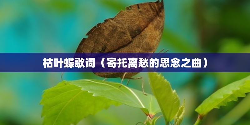 枯叶蝶歌词（寄托离愁的思念之曲）