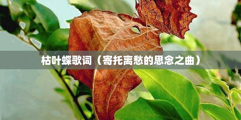 枯叶蝶歌词（寄托离愁的思念之曲）
