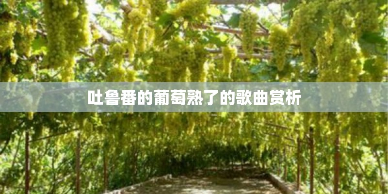 吐鲁番的葡萄熟了的歌曲赏析