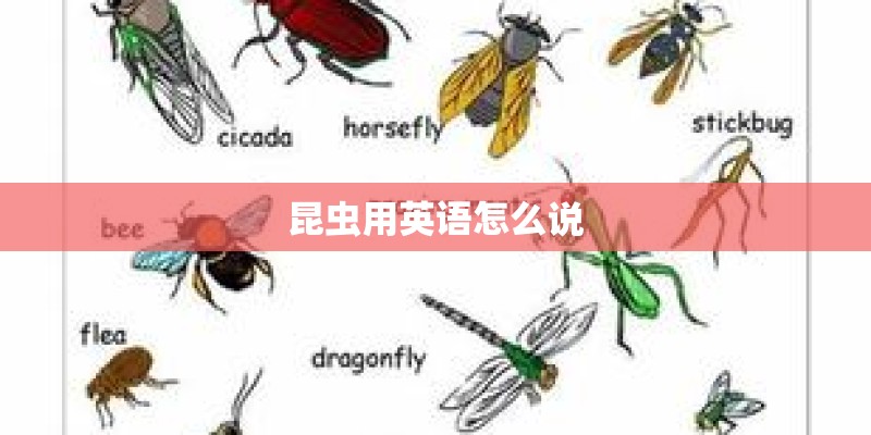 昆虫用英语怎么说