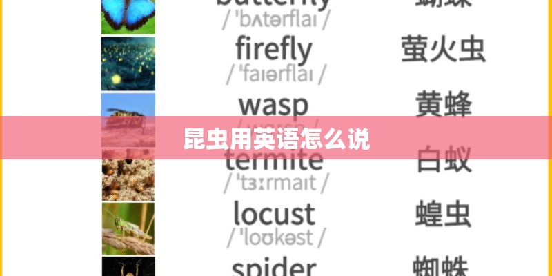 昆虫用英语怎么说