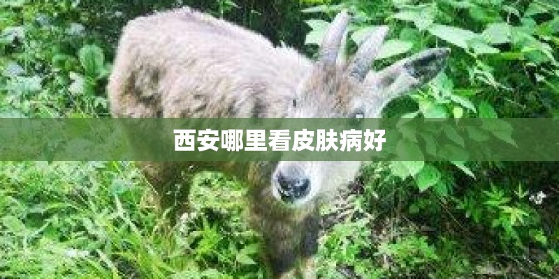 西安哪里看皮肤病好