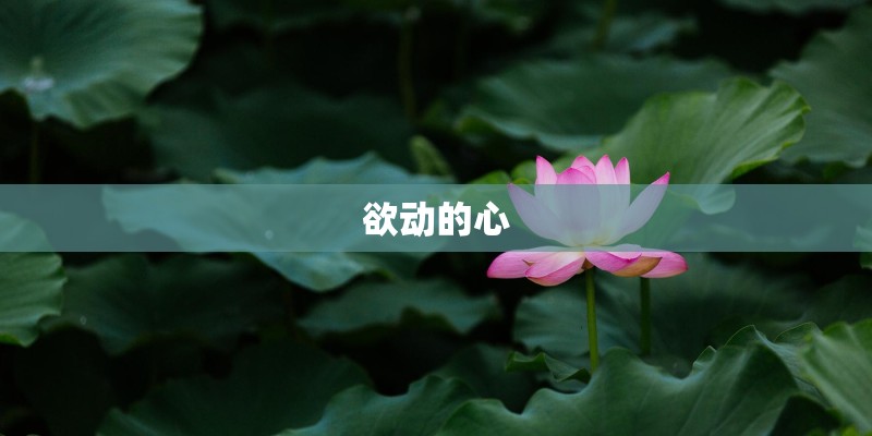 欲动的心