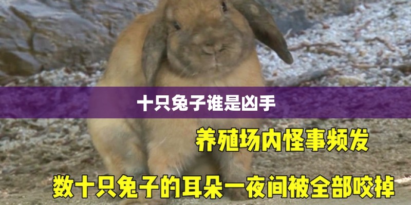十只兔子谁是凶手