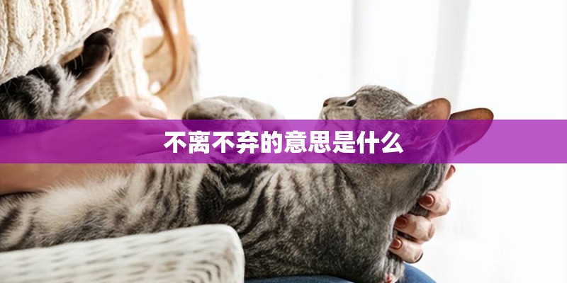 不离不弃的意思是什么