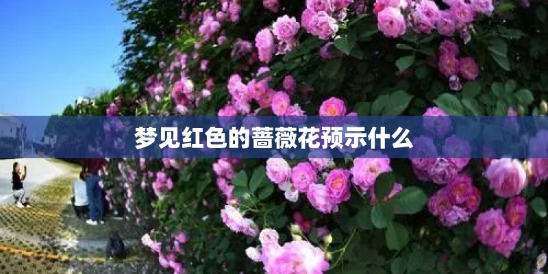 梦见红色的蔷薇花预示什么 梦见红色的蔷薇花预示什么