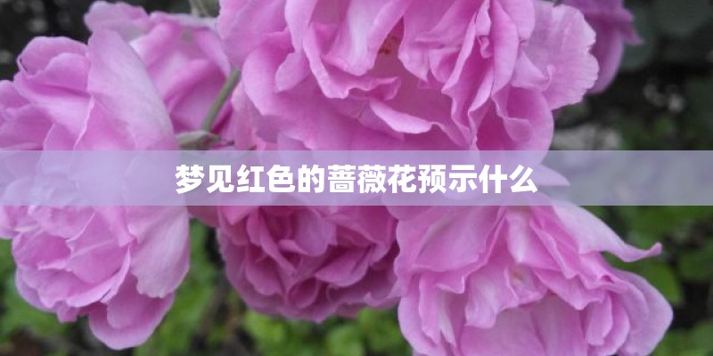 梦见红色的蔷薇花预示什么 梦见红色的蔷薇花预示什么