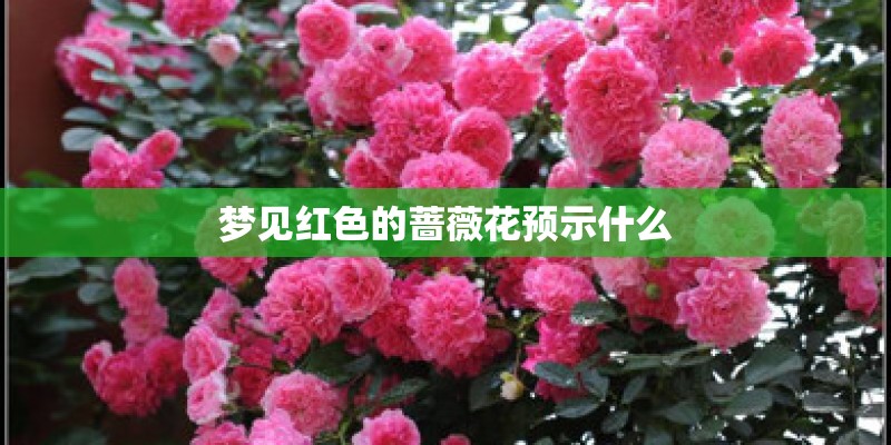梦见红色的蔷薇花预示什么 梦见红色的蔷薇花预示什么
