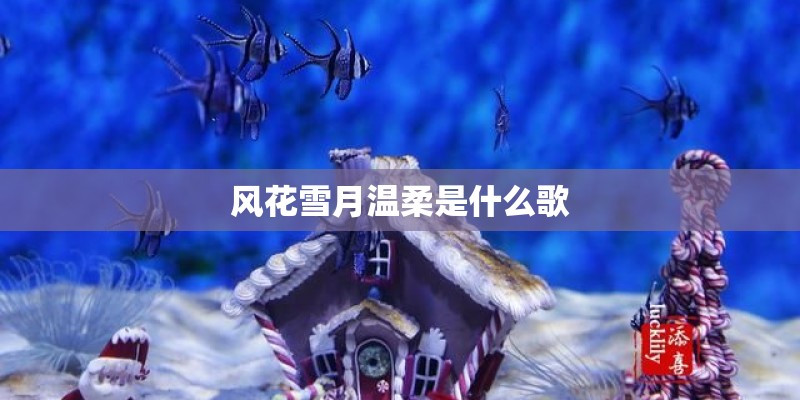 风花雪月温柔是什么歌