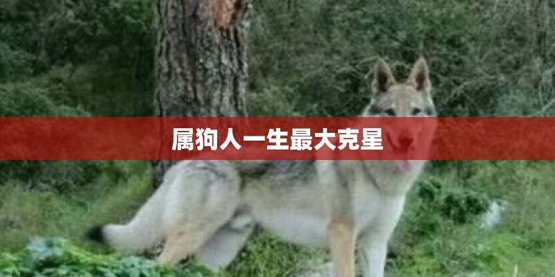属狗人一生最大克星