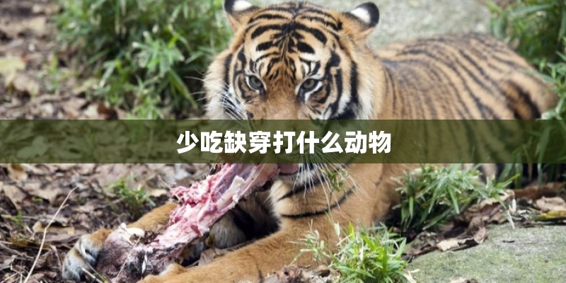 少吃缺穿打什么动物