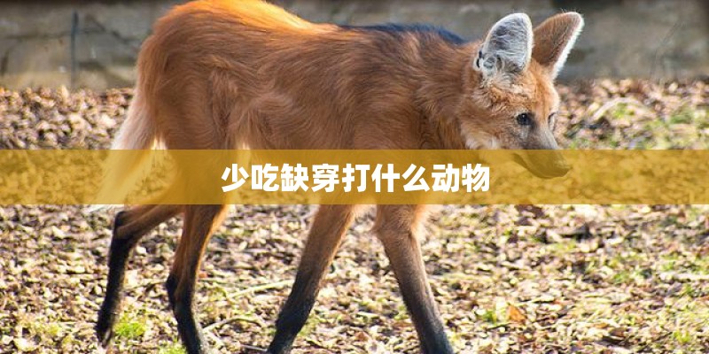 少吃缺穿打什么动物