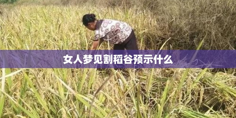 女人梦见割稻谷预示什么