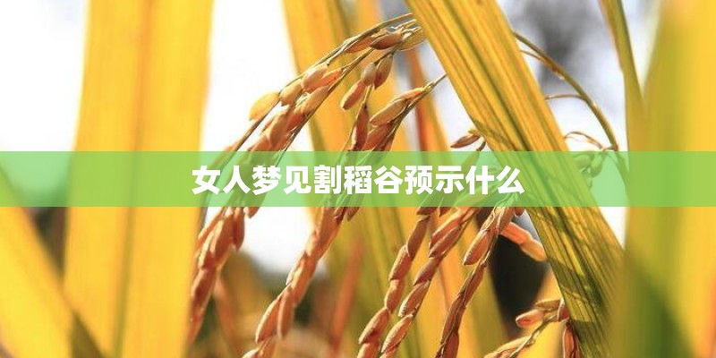 女人梦见割稻谷预示什么