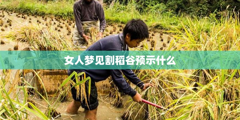 女人梦见割稻谷预示什么