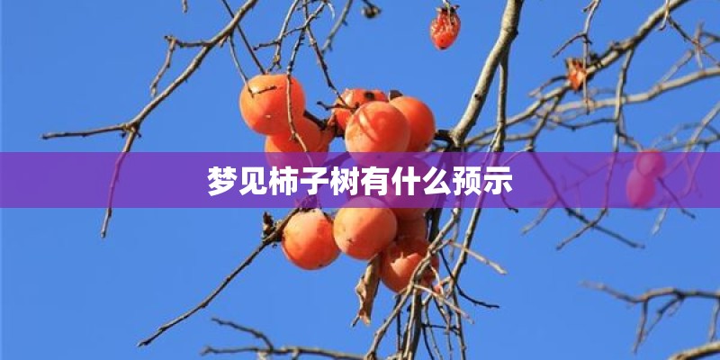 梦见柿子树有什么预示