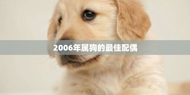 2006年属狗的最佳配偶