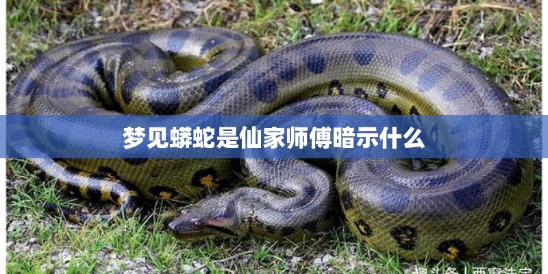 梦见蟒蛇是仙家师傅暗示什么