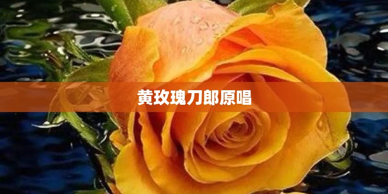 黄玫瑰刀郎原唱