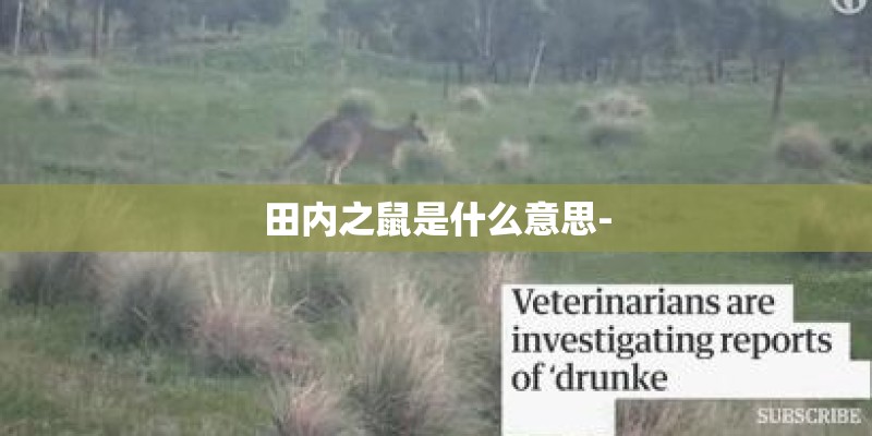 田内之鼠是什么意思-