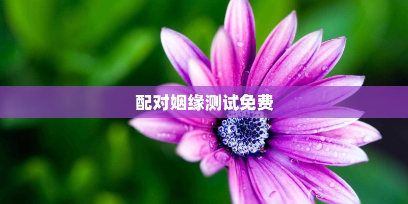 配对姻缘测试免费