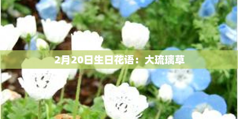 2月20日生日花语：大琉璃草