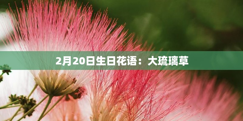 2月20日生日花语：大琉璃草
