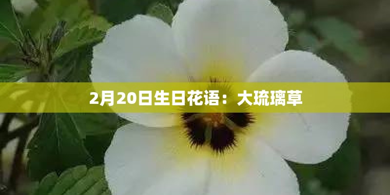 2月20日生日花语：大琉璃草