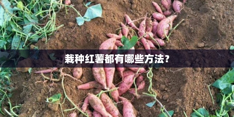 栽种红薯都有哪些方法？