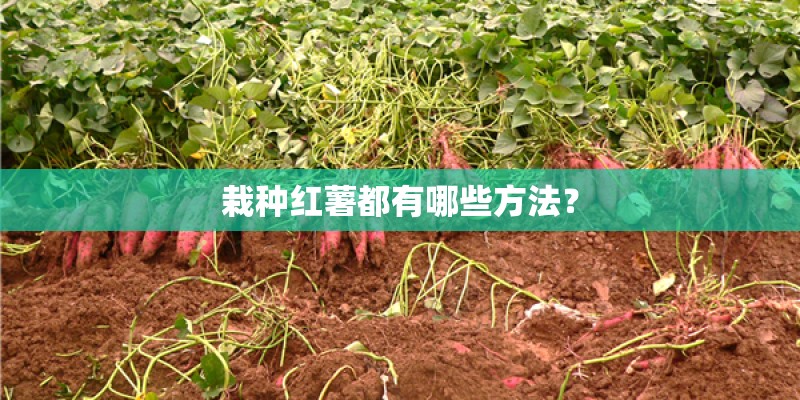 栽种红薯都有哪些方法？
