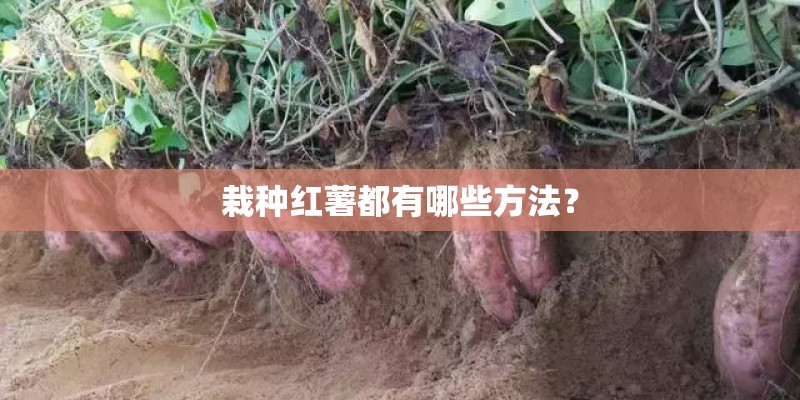栽种红薯都有哪些方法？