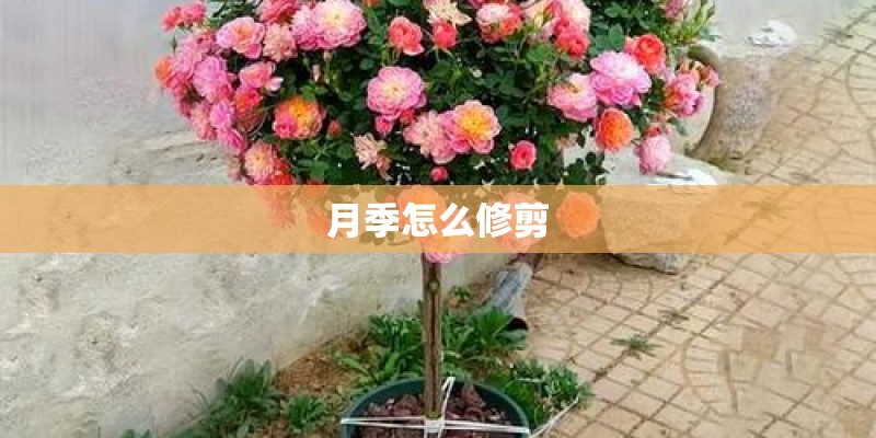 月季怎么修剪