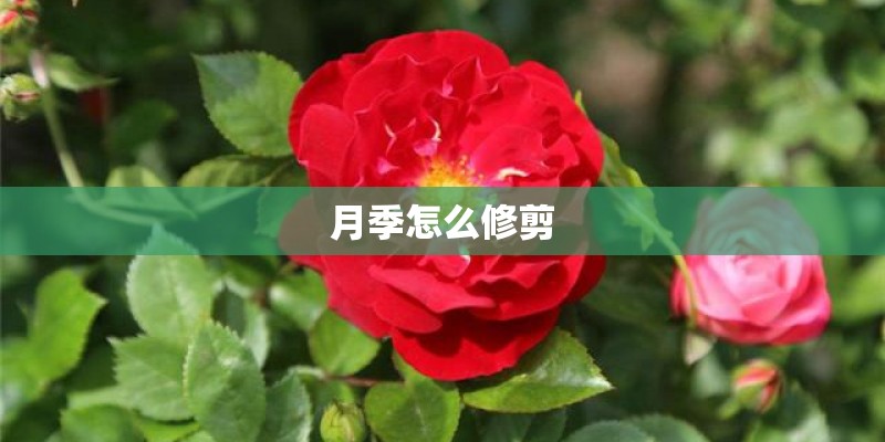 月季怎么修剪