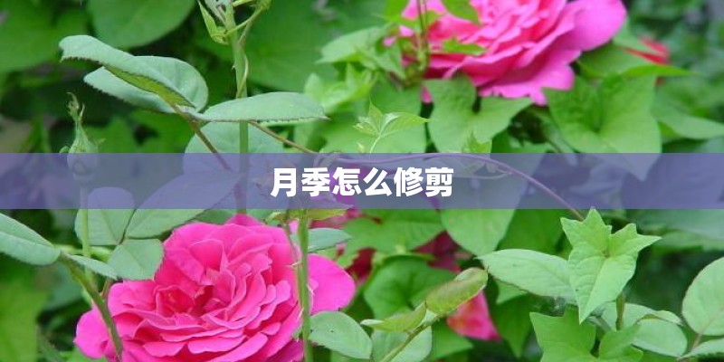 月季怎么修剪