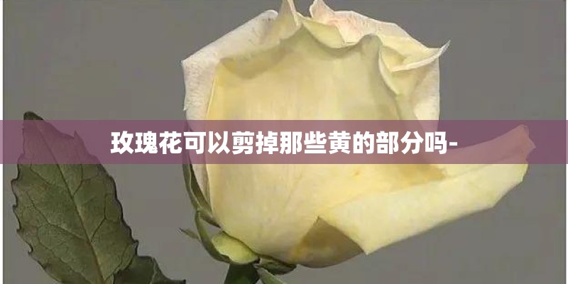 玫瑰花可以剪掉那些黄的部分吗-