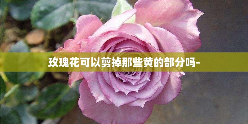 玫瑰花可以剪掉那些黄的部分吗-
