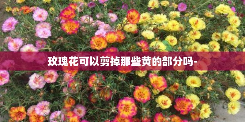 玫瑰花可以剪掉那些黄的部分吗-
